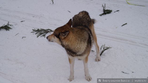   wyksa.ru ,  World Snow Day (  ) ,  , 